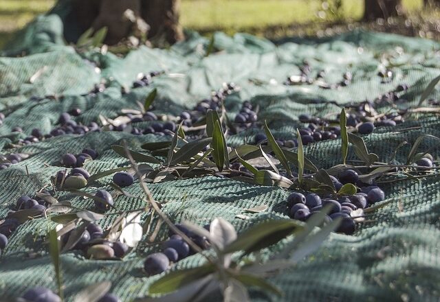 Den gamle tradition: Høst af oliven ved håndkraft