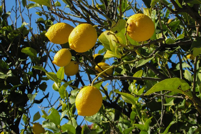 Sådan dyrker du det perfekte citrontræ i din have