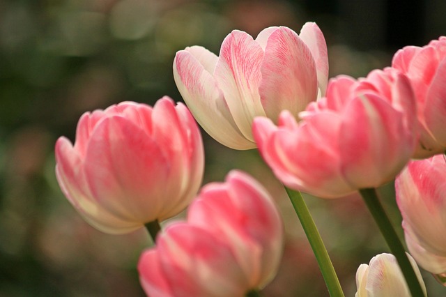 Fra Holland til verden: En rejse i tulipanens globale indflydelse