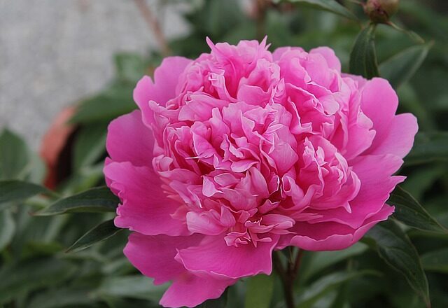 Fra frø til blomst: Sådan dyrker du dine egne bonderoser