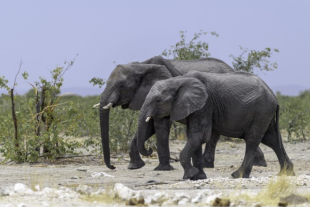 Elefantfod: En guide til pleje og vedligeholdelse af denne usædvanlige plante
