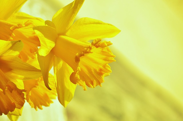 De bedste sorter: Opdag de mest populære påskeliljer til din have